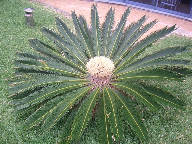 CIMG1410.JPG - Porto Moniz: Diese Palmen sind in den 5 Tagen um ca. 10cm gewachsen.