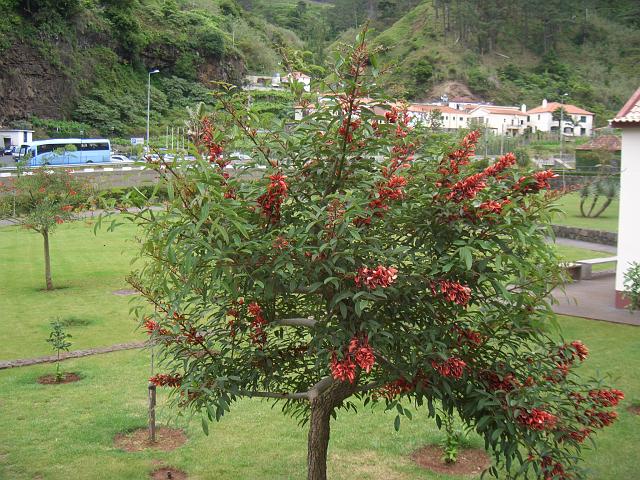 CIMG1422.JPG - São Vicente: Baum ??? vor der  Vulkanhöhle.