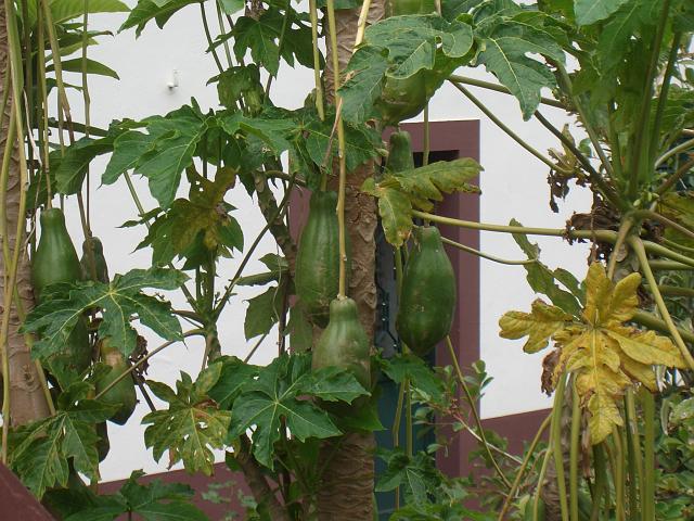 CIMG1426.JPG - São Vicente: Avocadobaum in einem Vorgarten.