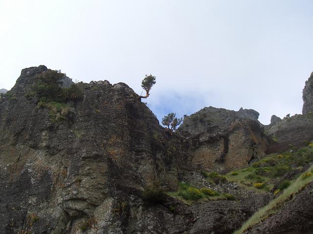 CIMG1624.JPG - Höhenweg zwischen Pico Ruivo und Pico do Areeiro: Die Pflanzen haben es schwer am Pico das Torres.