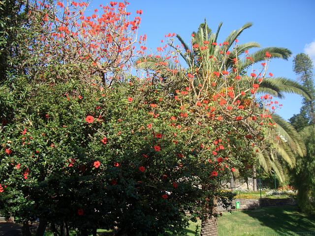 CIMG1647.JPG - Funchal/Parque de Santa Catarina: Bunt blühende Pflanzen.
