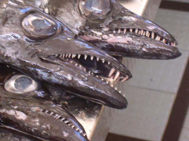 CIMG1667.JPG - Funchal/Markthalle: Der schwarze Degenfisch (Espada) ist häßlich, aber eine Delikatesse.