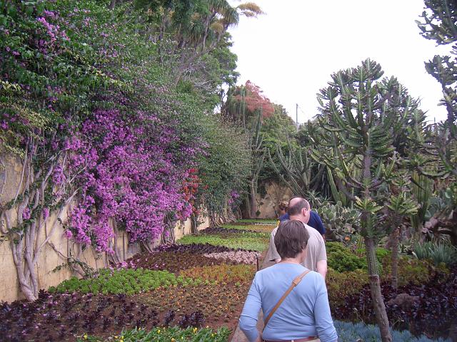 CIMG1681.JPG - Funchal/Botanischer Garten: Bogonvilla an der Wand und Sukulenten am Boden.