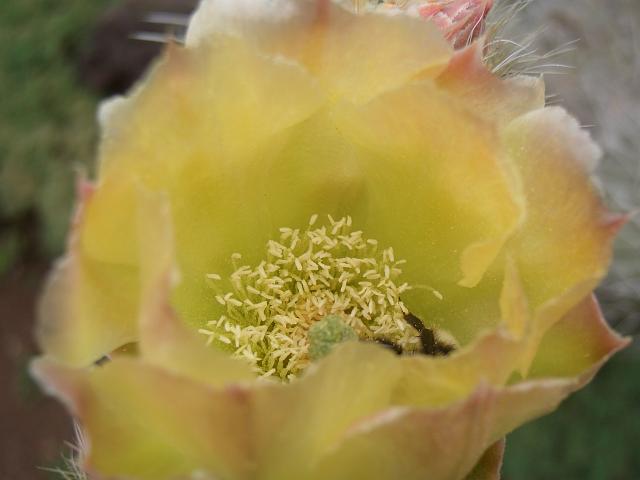 CIMG1682.JPG - Funchal/Botanischer Garten: Biene in einer Blüte.