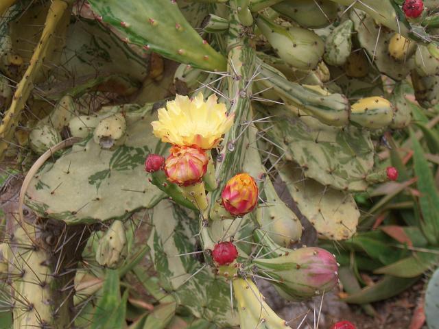 CIMG1683.JPG - Funchal/Botanischer Garten: Blühender Kaktus.