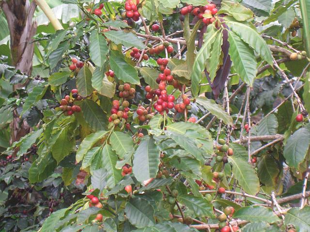 CIMG1690.JPG - Funchal/Botanischer Garten: Kaffee-Pflanze.