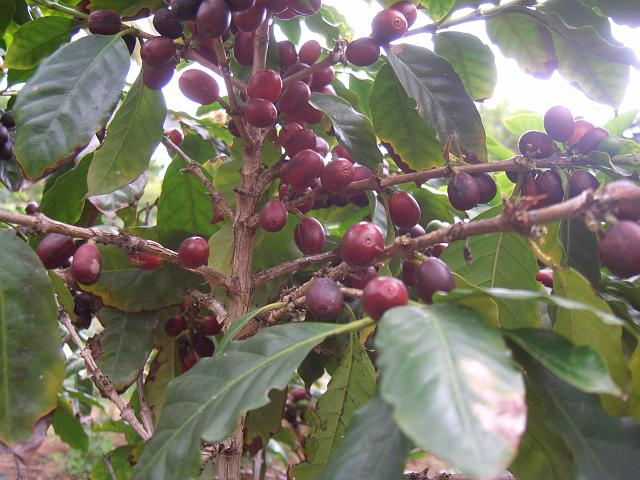 CIMG1691.JPG - Funchal/Botanischer Garten: Der Kaffee ist schon reifer.