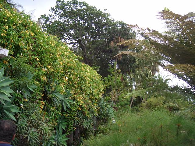 CIMG1694.JPG - Funchal/Botanischer Garten: Blühender Baum ???