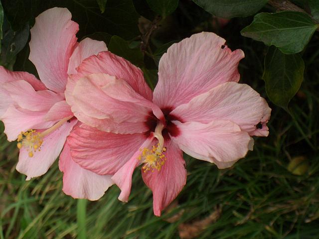CIMG1698.JPG - Funchal/Botanischer Garten: Hibiskus (Roseneibisch) blüht in allen möglichen Farben.