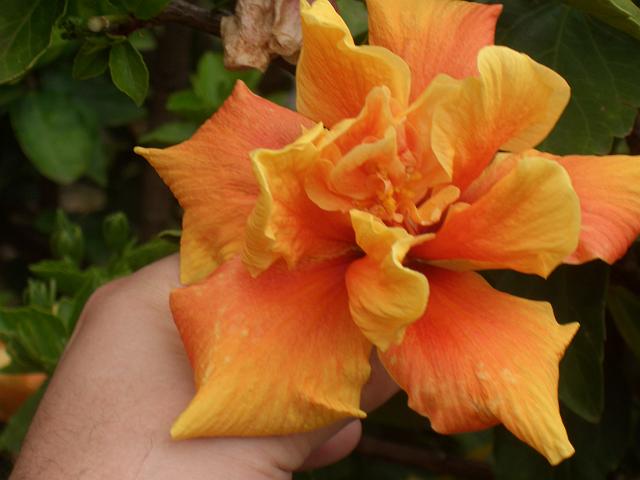 CIMG1699.JPG - Funchal/Botanischer Garten: Hibiskus (Roseneibisch) blüht in allen möglichen Farben.