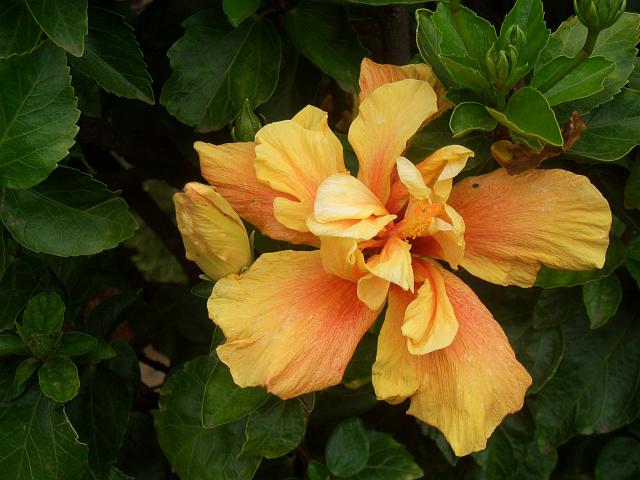 CIMG1700.JPG - Funchal/Botanischer Garten: Hibiskus (Roseneibisch) blüht in allen möglichen Farben.