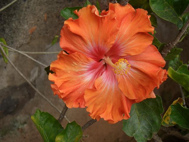 CIMG1701.JPG - Funchal/Botanischer Garten: Hibiskus (Roseneibisch) blüht in allen möglichen Farben.
