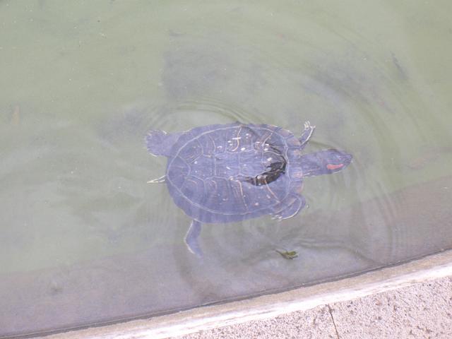 CIMG1703.JPG - Funchal/Botanischer Garten: Wasserschildkröte.