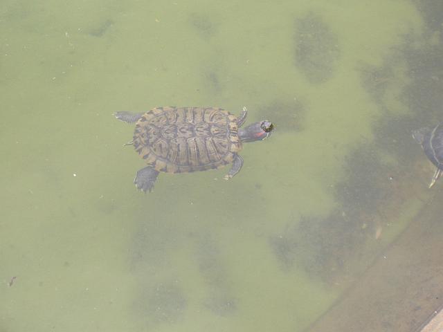 CIMG1704.JPG - Funchal/Botanischer Garten: Wasserschildkröte II.