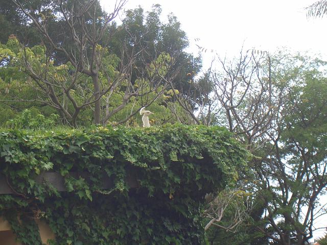 CIMG1705.JPG - Funchal/Botanischer Garten: Von dem weißen Pfau ist nur der Kopf zu sehen.