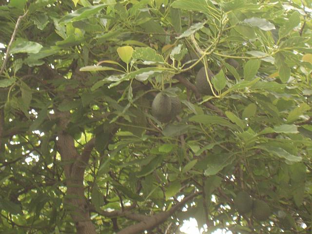 CIMG1706.JPG - Funchal/Botanischer Garten: Avocadobaum.