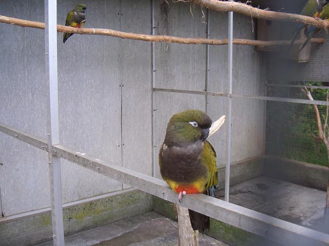 CIMG1709.JPG - Funchal/Botanischer Garten: Papageien ???