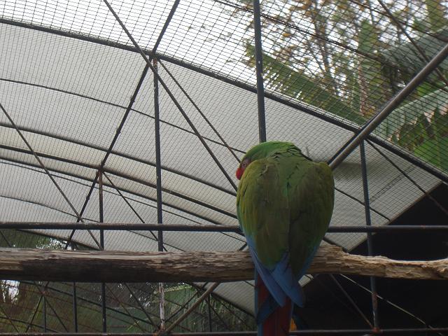 CIMG1713.JPG - Funchal/Botanischer Garten: Der Papagei hat keine Lust für das Foto zu posieren.