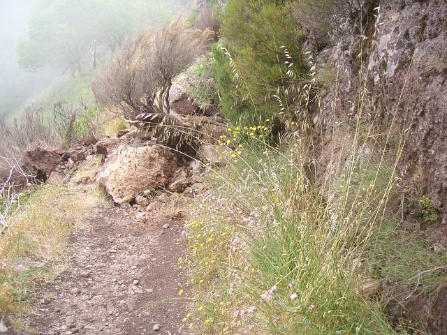 CIMG1735.JPG - Wanderung am Pico Grande: Hinderniss auf dem Weg zur Boca da Corrida.