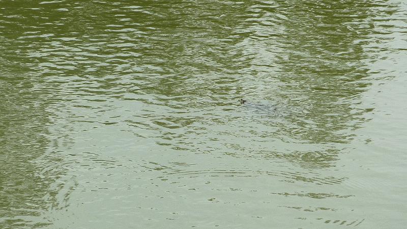 P1010444m.JPG - Ghadira ta Sarraflu: Ich weiß, daß da Wasserschildkröten zu sehen sind...