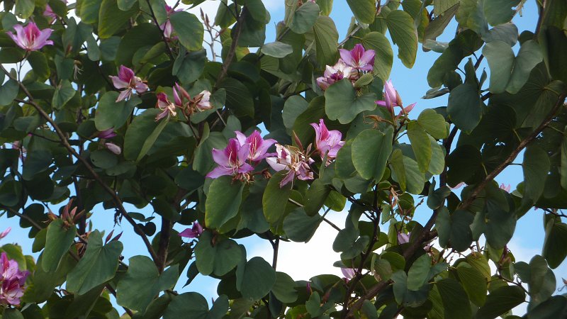 P1020036.JPG - Sainte-Anne: Orchideenbaum in der Nähe der Diana Dea Lodge
