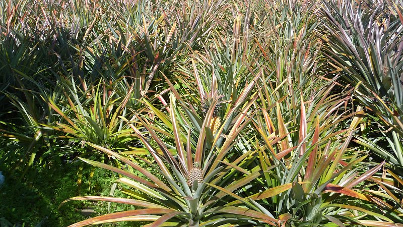 P1020042.JPG - Saint-André/Plantation de Vanille Rouloff: Ananasplantage
