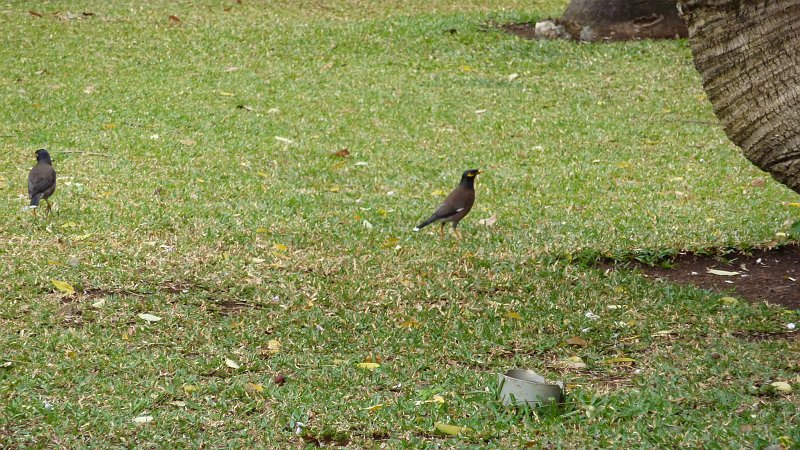 P1020080.JPG - Saint-Denis: Vögel im Jardin de l'Etat