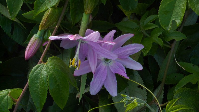 P1020252_ji.jpg - Cirque de Mafate/Marla: Maracuja-Blüte