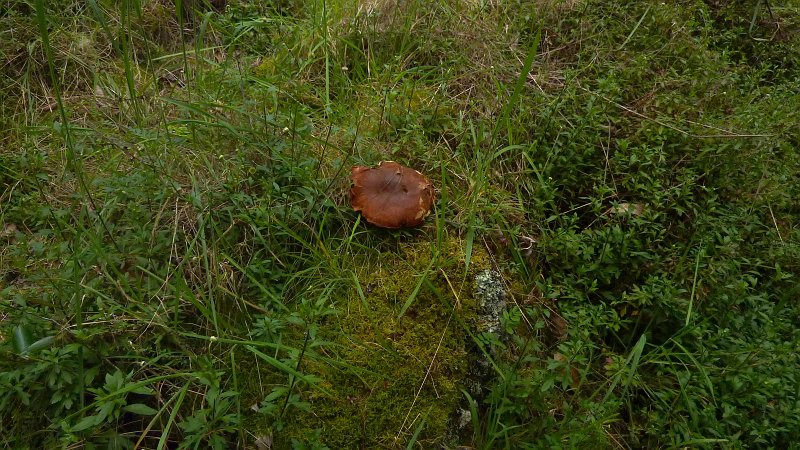 P1020289_ji.jpg - Cirque de Cilaos: es gibt auch Pilze