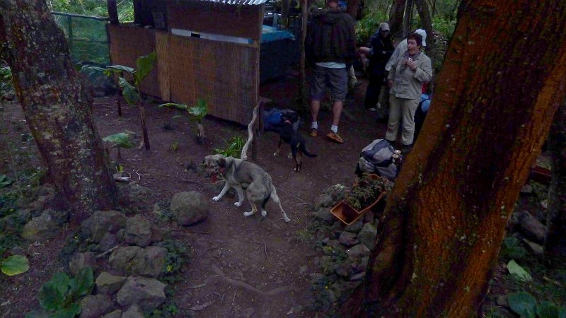 P1020291_ji.jpg - Cirque de Cilaos: inzwischen sind zwei Hunde da