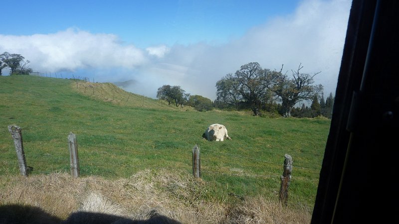 P1020422.JPG - weiße Kuh kurz vor dem Aussichtspunkt Nez de Boef