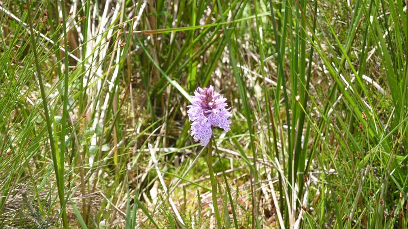 P1010638.JPG - am Loch Lomond: Orchidee 2