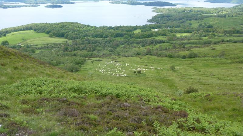 P1010642.JPG - am Loch Lomond: Die Schafe im Tal werden mit Hunden und einem Quad zusammengetrieben