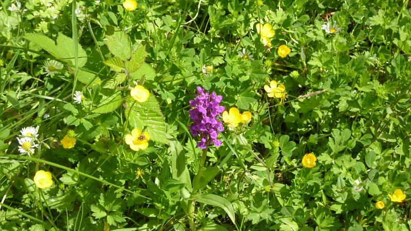 P1010645.JPG - am Loch Lomond: Orchidee 3