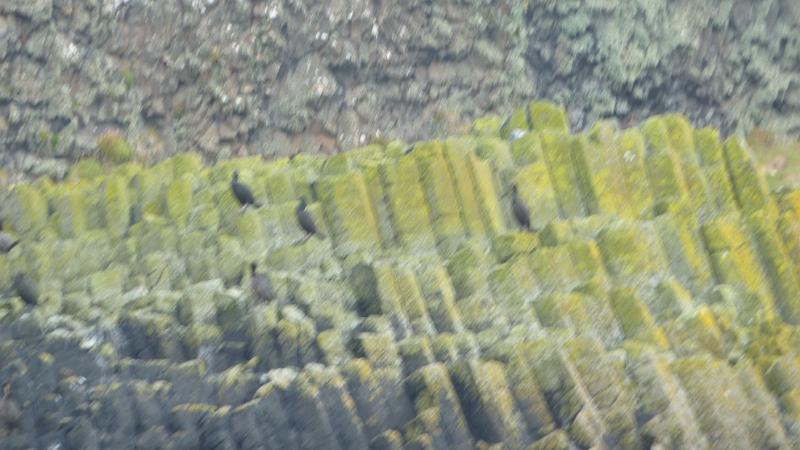 P1010679.JPG - vor der Insel Staffa: Blick zu den Basaltsäulen (Zoom) mit Komoranen