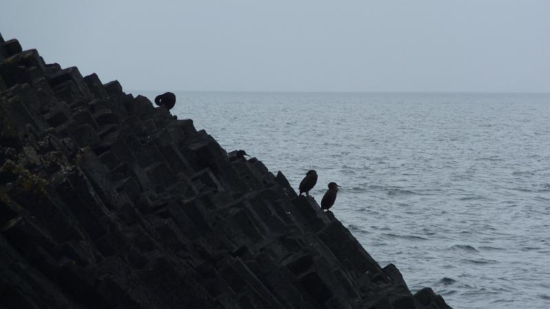 P1010689.JPG - Insel Staffa: Kormorane auf den Basaltsäulen