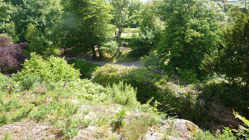 P1010774.JPG - Insel Skye/Dunvegan Castle: eine Mischung aus Wald und Park