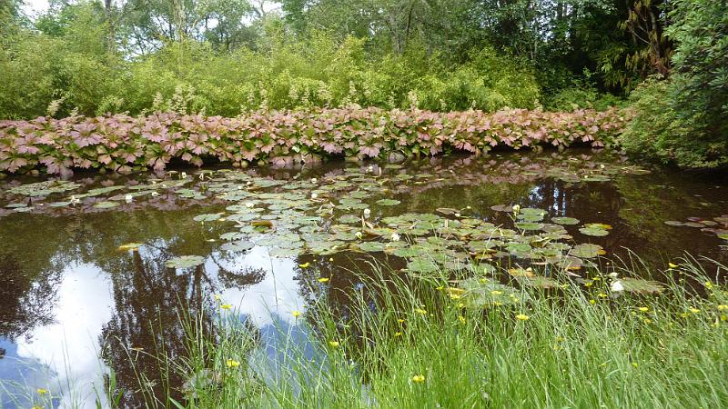 P1010801.JPG - Inverewe Gardens: Seerosenteich in Ponds Garden