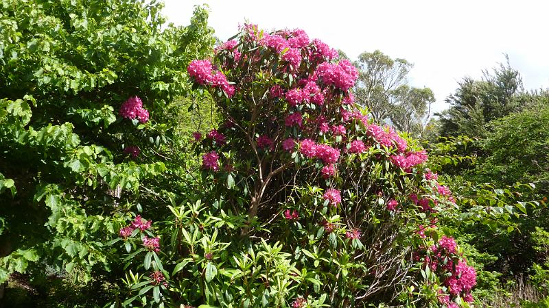P1010807.JPG - Inverewe Gardens: Rhododendron in Baumgröße
