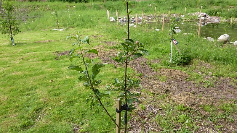 P1010818.JPG - Rosemarkie: es wurden neue Apfelbäume gepflanzt