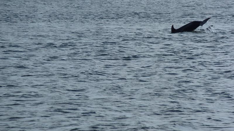 P1010837.JPG - Chanonry Point: Ein Delfin verschwindet wieder im Wasser