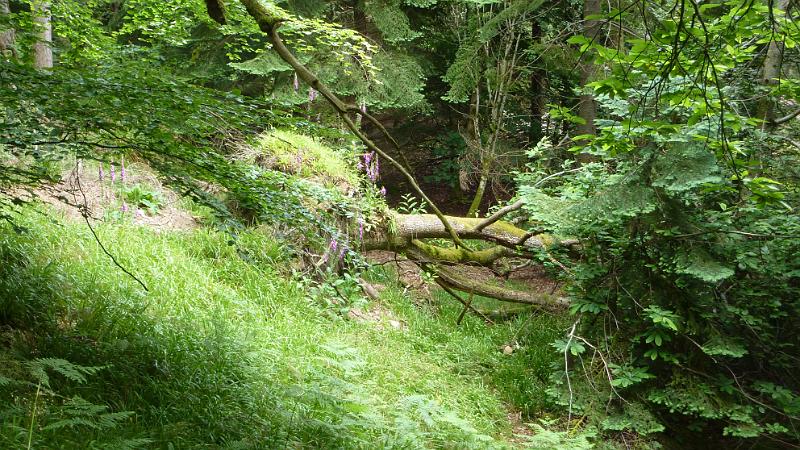 P1010878.JPG - Zauberwald Big Wood am Cawdor Castle: urwüchsiger Wald