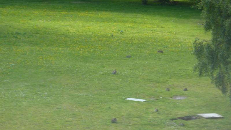 P1010897.JPG - Aviemore/Hotel Academy: viele kleine Kaninchen sonnen sich